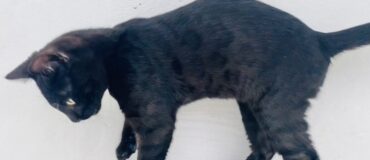 Melanistic Bengal cat